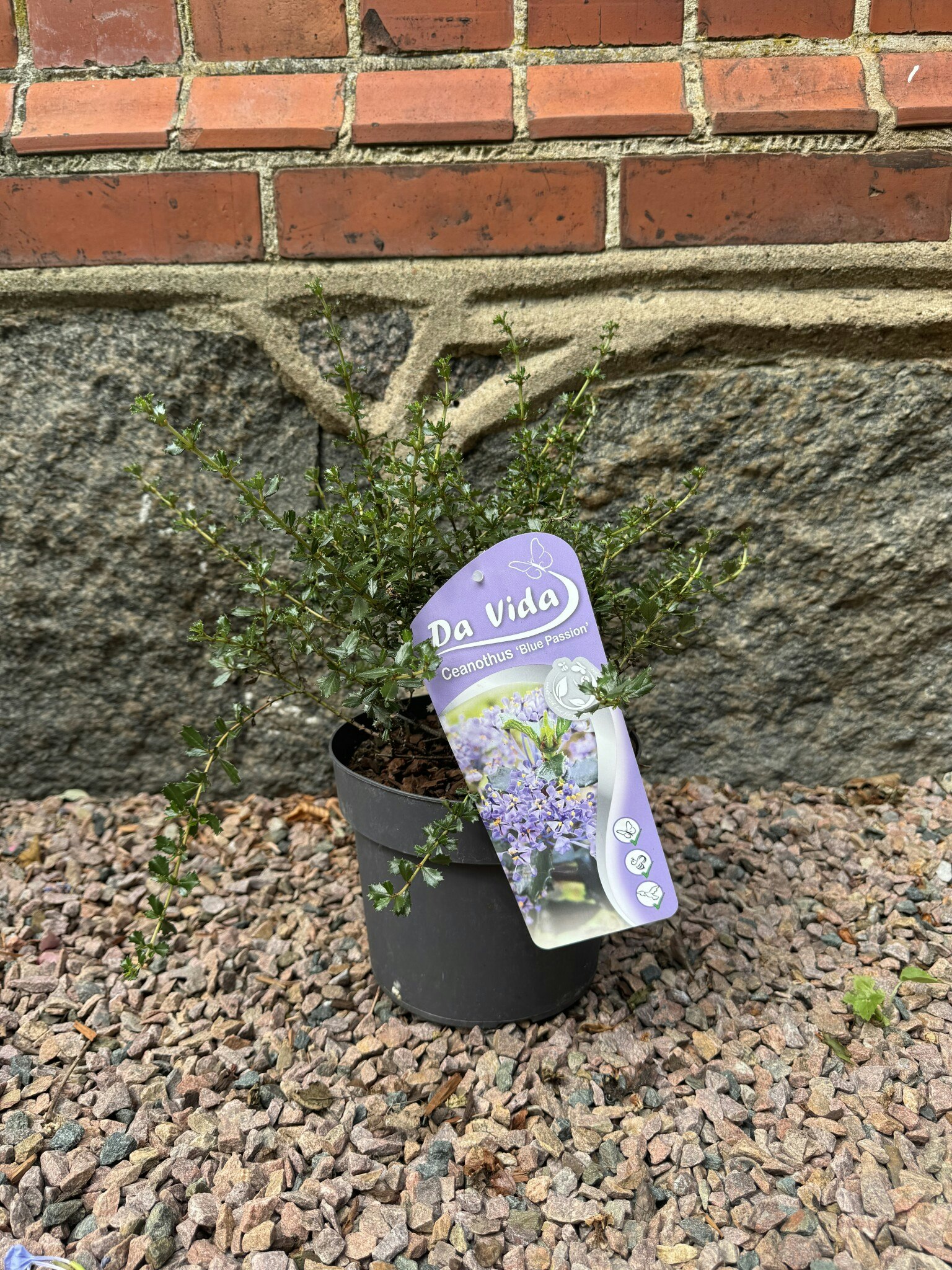 Ceanothus blue passion (Säckbuske)