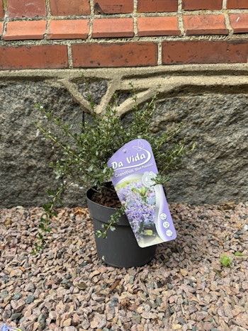 Ceanothus blue passion (Säckbuske)
