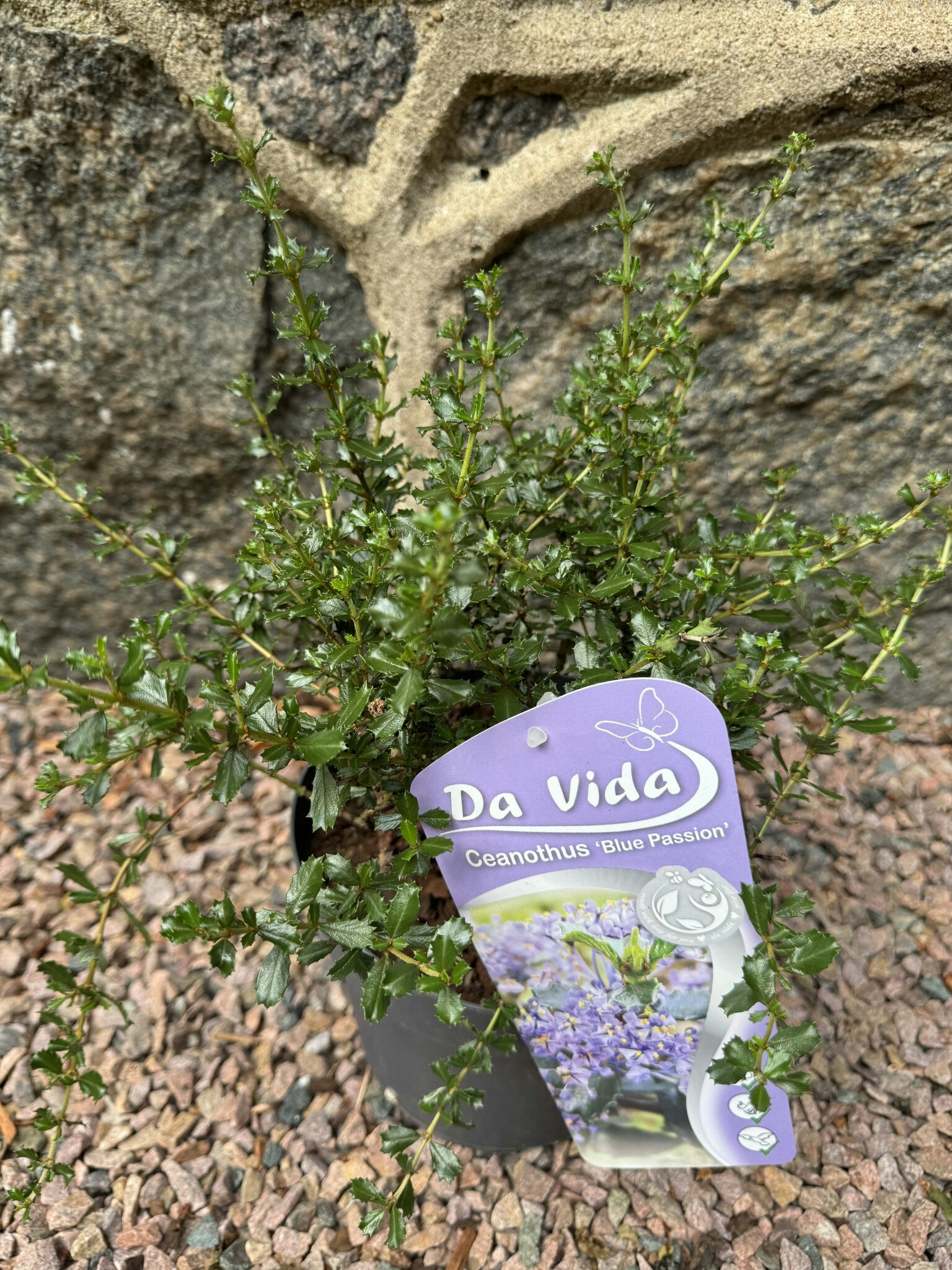 Ceanothus blue passion (Säckbuske)