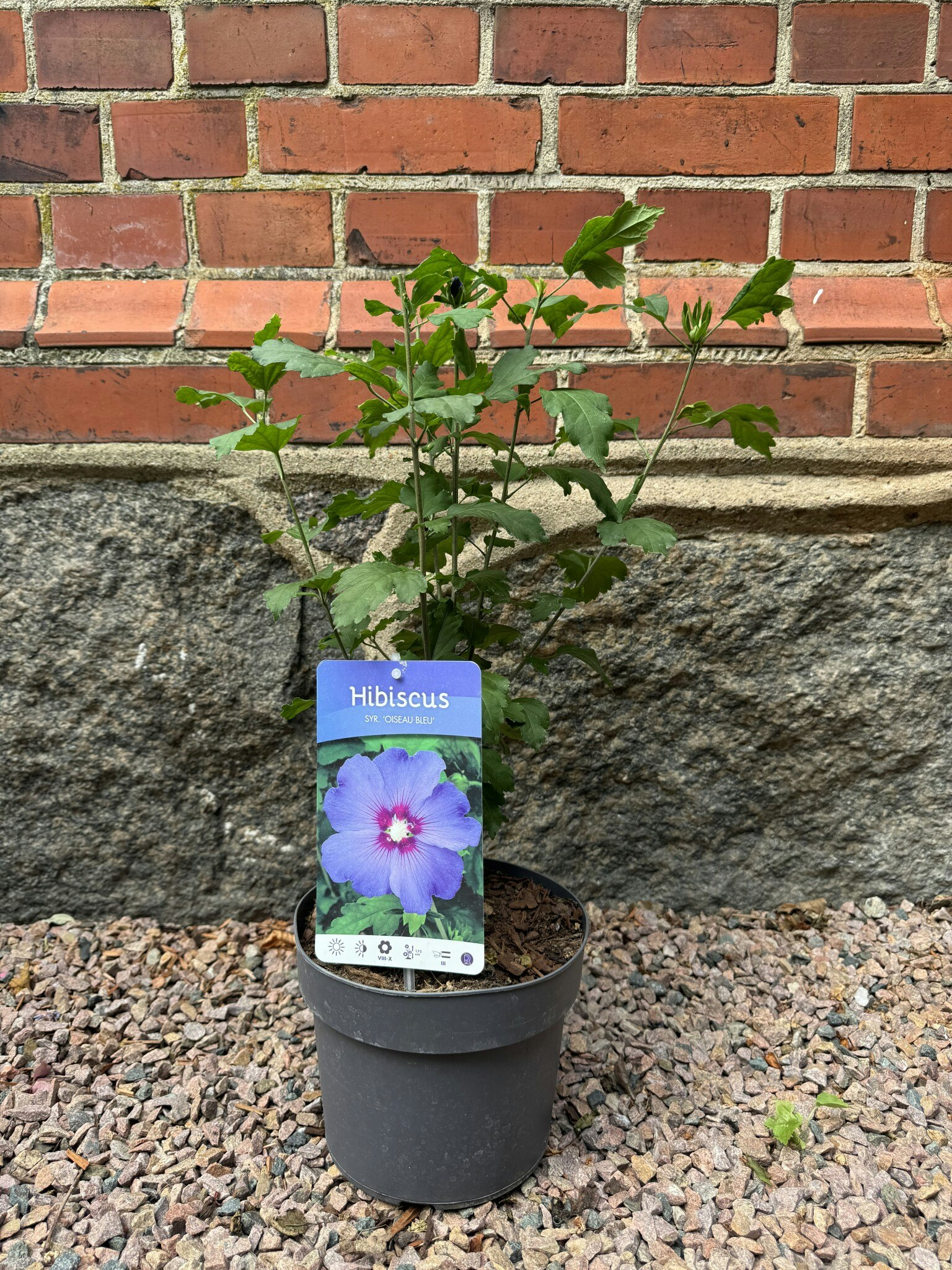 Hibiscus Oiseau Bleu (Frilands hibiskus)