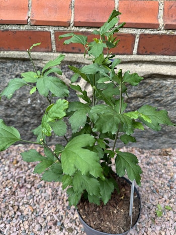 Hibiscus Oiseau Bleu (Frilands hibiskus)