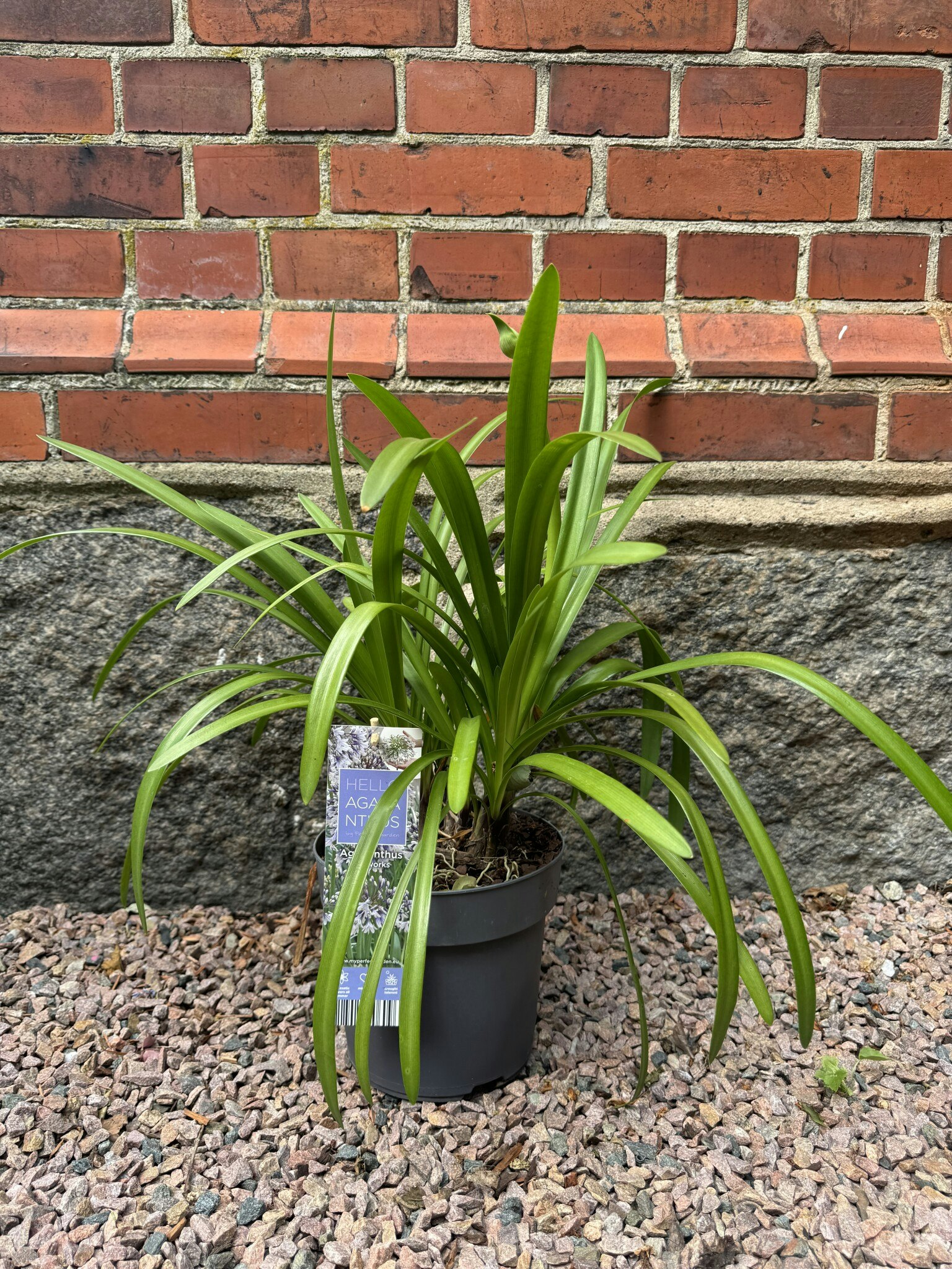 Afrikansklilja/Agapanthus - Fireworks