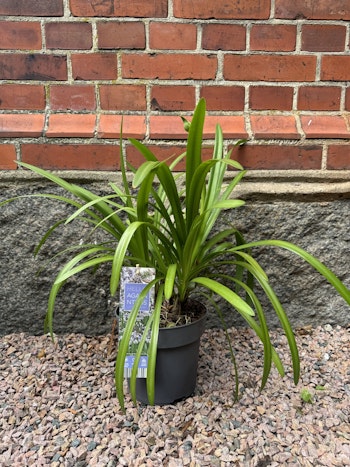 Agapanthus Fireworks (Afrikansk Lilja)