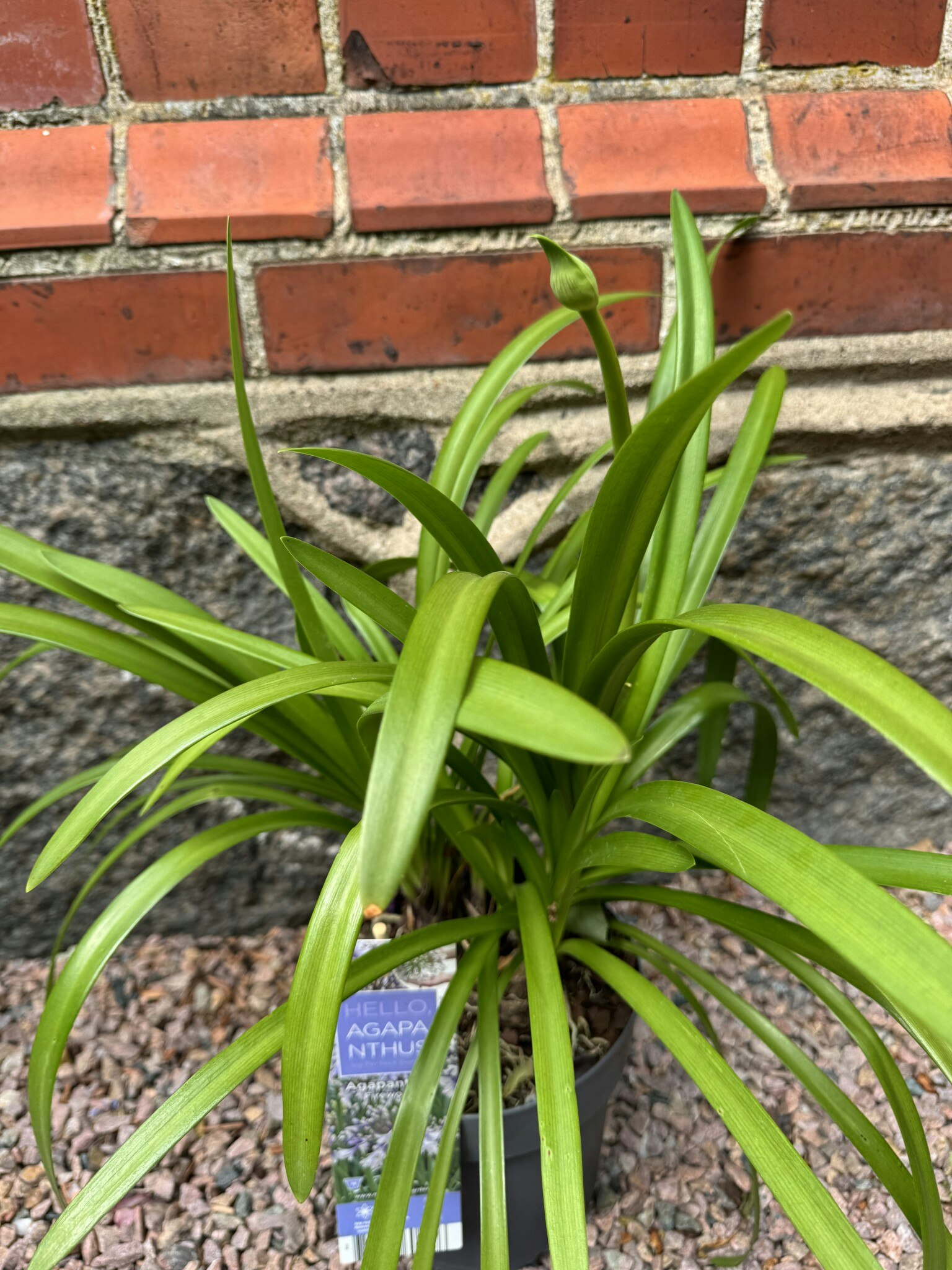 Afrikansklilja/Agapanthus - Fireworks