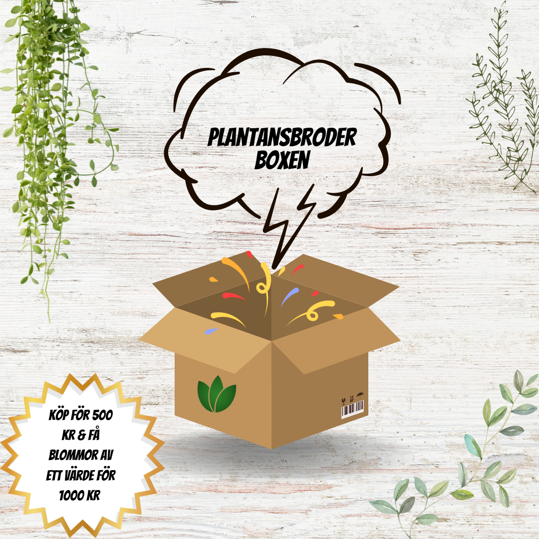 Plantansbroder Boxen