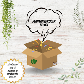 Plantansbroder Boxen