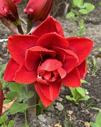 Amaryllis/Hippeastrum - Amarantia - 1-Pack