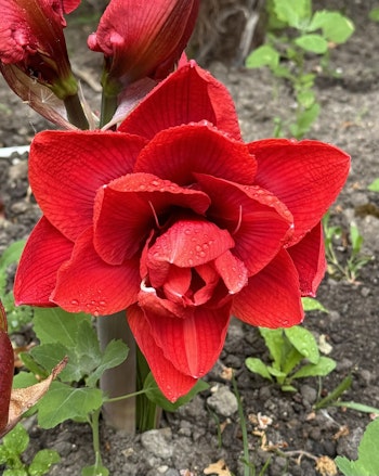 Amaryllis/Hippeastrum - Amarantia - 1-Pack