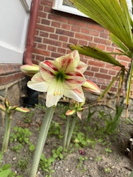 Amaryllis/Hippeastrum - Ambiance - 1-Pack