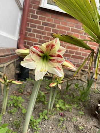 Amaryllis/Hippeastrum - Ambiance - 1-Pack