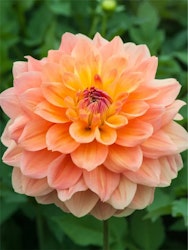 Dahlia - Ace summer sunset