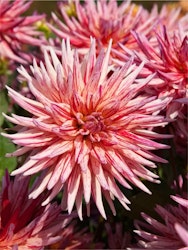 Dahlia - Alain Mimoun