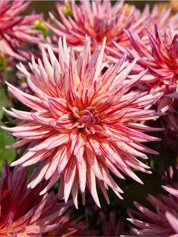 Dahlia - Alain Mimoun