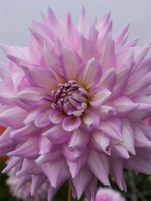 Dahlia - Almand's joy