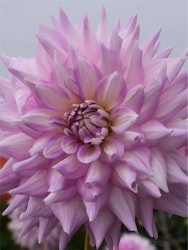 Dahlia - Almand's joy