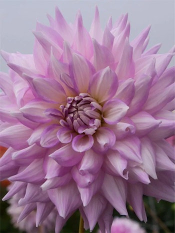 Dahlia - Almand's joy