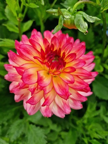 Dahlia - Armateras