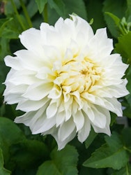 Dahlia - Avalanche