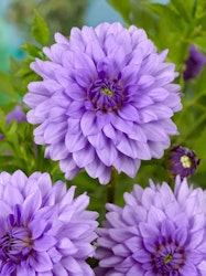 Dahlia - Blue boy