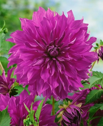 Dahlia - Cornwall island