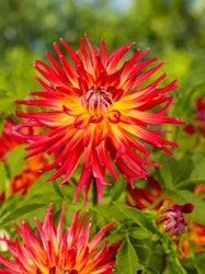 Dahlia - Bora bora