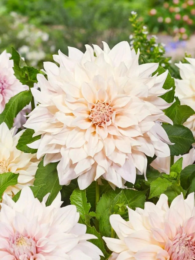 Dahlia - Cafe au lait