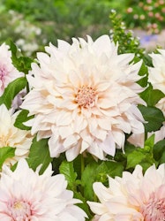 Dahlia - Cafe au lait