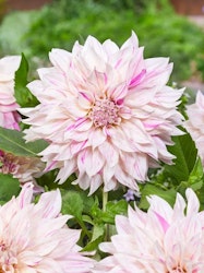 Dahlia - Cafe au lait twist