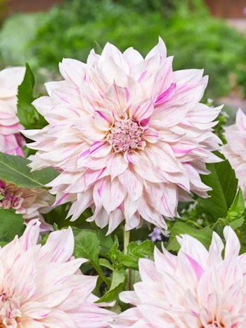Dahlia - Cafe au lait twist
