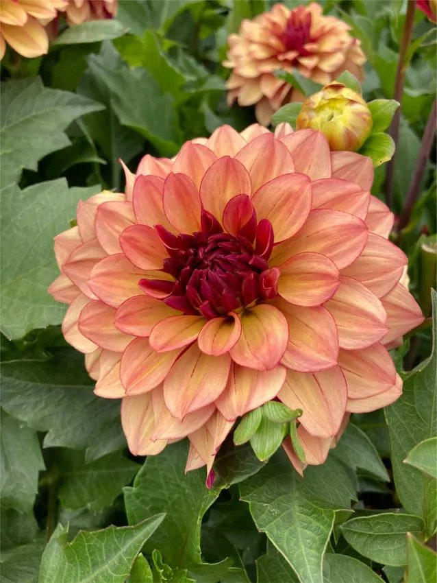 Dahlia - Creme de cognac