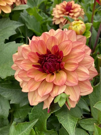 Dahlia - Creme de cognac