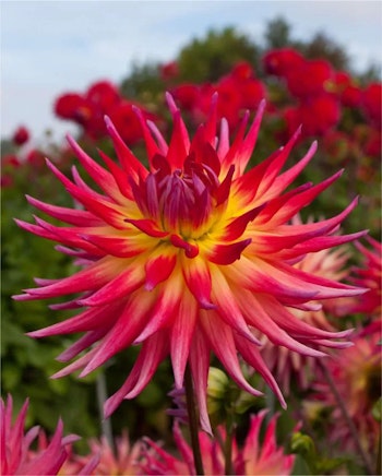 Dahlia - Electric flash