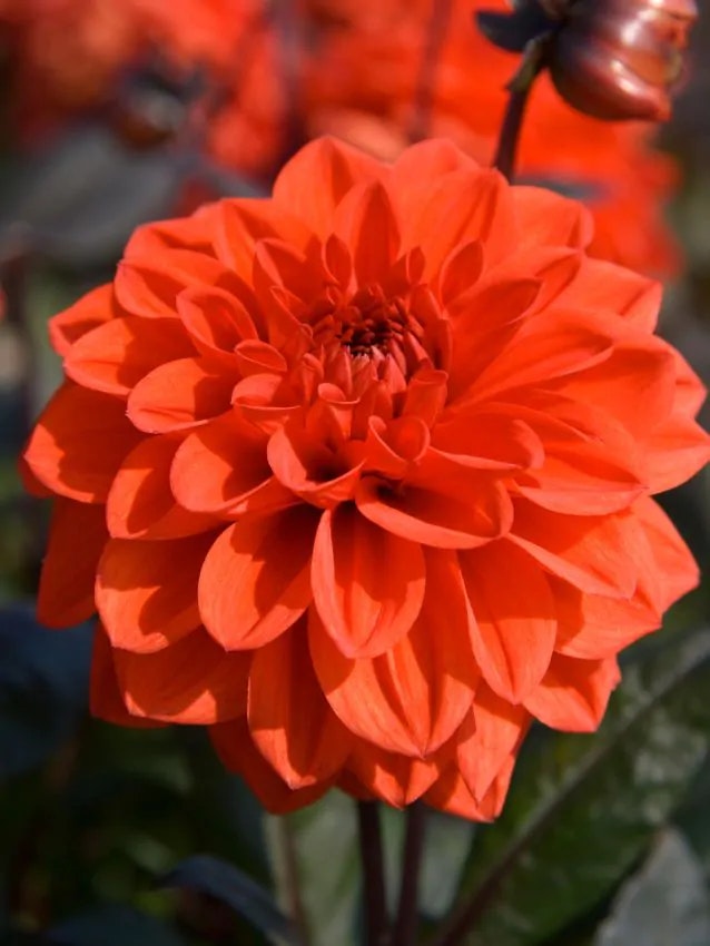 Dahlia - Ellen houston