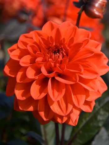 Dahlia - Ellen houston