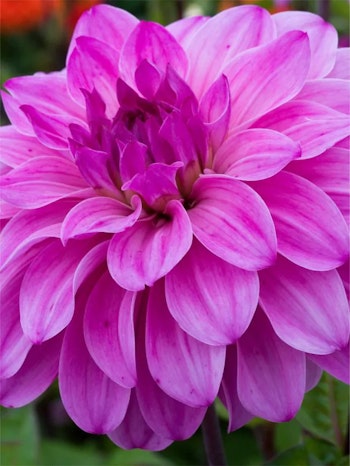 Dahlia - Elma e