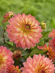 Dahlia - Extase