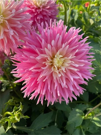 Dahlia - Just married