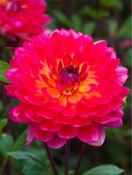 Dahlia - Kilburn glow