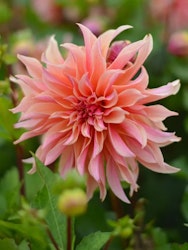 Dahlia - Labyrinth