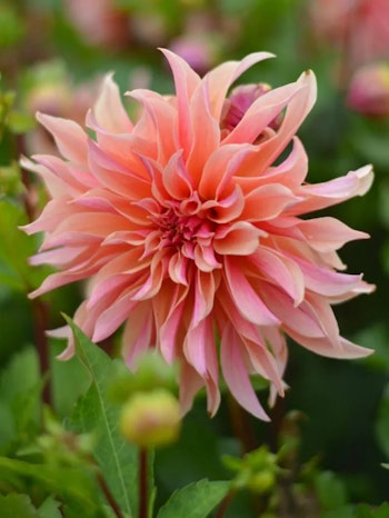 Dahlia - Labyrinth