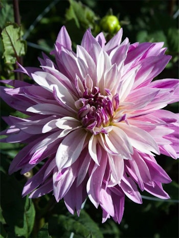 Dahlia - Labyrinth twotone