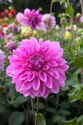 Dahlia -  Lavender perfection