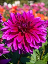 Dahlia - Le baron