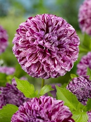 Dahlia - Marble ball