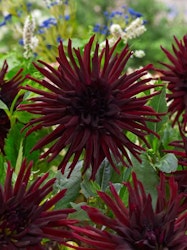 Dahlia - Nuit d'ete