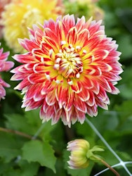 Dahlia - Akita
