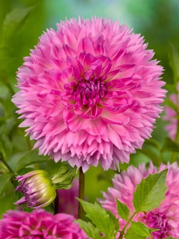 Dahlia - Sakura fubuki