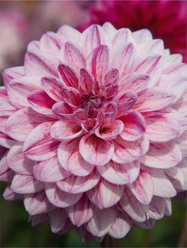 Dahlia - Santander