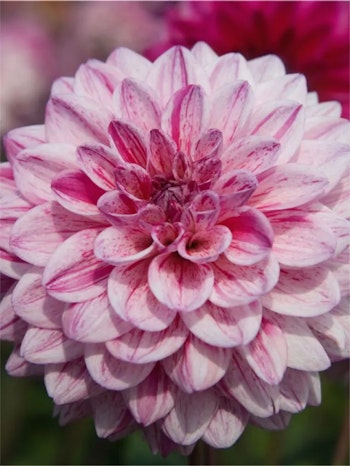 Dahlia - Santander
