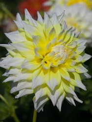 Dahlia - Grand prix